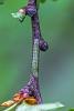 Orthosia sp.